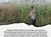Dorong Produktivitas Petani, Polsek Siak Hulu Monitoring Pertumbuhan Jagung Pipil di Desa Pandau Jaya