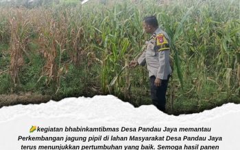 Dorong Produktivitas Petani, Polsek Siak Hulu Monitoring Pertumbuhan Jagung Pipil di Desa Pandau Jaya