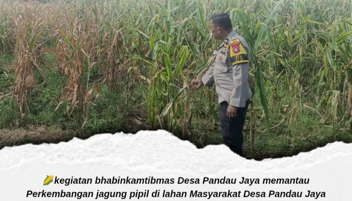 Dorong Produktivitas Petani, Polsek Siak Hulu Monitoring Pertumbuhan Jagung Pipil di Desa Pandau Jaya