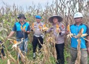 Lewat Program Polisi Cinta Petani, Polsek Tapung Hulu Salurkan Bantuan dan Kawal Swasembada Pangan