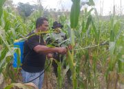 Pimpin Penyemprotan Booster Jagung Pipil, Kapolsek Kerinci Kanan Gandeng Kelompok Tani Mekar Sari