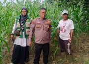 Pantau Kebun Jagung Pipil, Bhabinkamtibmas Kampung Kerinci Kiri Gandeng PPL dan Kelompok Tani