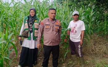 Pantau Kebun Jagung Pipil, Bhabinkamtibmas Kampung Kerinci Kiri Gandeng PPL dan Kelompok Tani