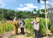 Sinergi dengan Pemerintah Kampung, Bhabinkamtibmas Gabung Makmur Lakukan Penyemprotan Hama Ulat Tanaman Jagung