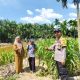 Sinergi dengan Pemerintah Kampung, Bhabinkamtibmas Gabung Makmur Lakukan Penyemprotan Hama Ulat Tanaman Jagung