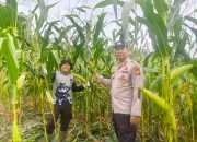Pantau Kebun Samping Mako, Kapolsek Kerinci Kanan Cek Intensif Pertumbuhan Jagung Pipil
