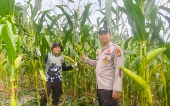 Pantau Kebun Samping Mako, Kapolsek Kerinci Kanan Cek Intensif Pertumbuhan Jagung Pipil