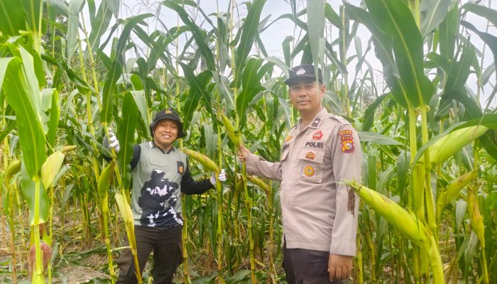 Pantau Kebun Samping Mako, Kapolsek Kerinci Kanan Cek Intensif Pertumbuhan Jagung Pipil