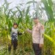 Pantau Kebun Samping Mako, Kapolsek Kerinci Kanan Cek Intensif Pertumbuhan Jagung Pipil
