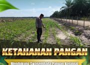 Pantau Lahan KOPPSA-M Seluas 10 Hektare, Bhabinkamtibmas Desa Pangkalan Baru Kawal Pertumbuhan Jagung Pipil