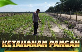 Pantau Lahan KOPPSA-M Seluas 10 Hektare, Bhabinkamtibmas Desa Pangkalan Baru Kawal Pertumbuhan Jagung Pipil