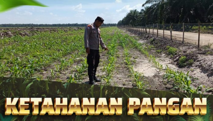Pantau Lahan KOPPSA-M Seluas 10 Hektare, Bhabinkamtibmas Desa Pangkalan Baru Kawal Pertumbuhan Jagung Pipil