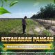 Pantau Lahan KOPPSA-M Seluas 10 Hektare, Bhabinkamtibmas Desa Pangkalan Baru Kawal Pertumbuhan Jagung Pipil