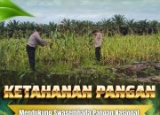 Dukung Ketahanan Pangan Nasional, Bhabinkamtibmas Polsek Siak Hulu Pantau Perkembangan Jagung Pipil di Desa Tanah Merah