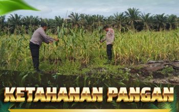 Dukung Ketahanan Pangan Nasional, Bhabinkamtibmas Polsek Siak Hulu Pantau Perkembangan Jagung Pipil di Desa Tanah Merah