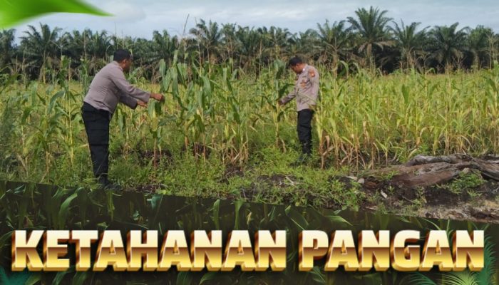 Dukung Ketahanan Pangan Nasional, Bhabinkamtibmas Polsek Siak Hulu Pantau Perkembangan Jagung Pipil di Desa Tanah Merah