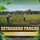 Dukung Ketahanan Pangan Nasional, Bhabinkamtibmas Polsek Siak Hulu Pantau Perkembangan Jagung Pipil di Desa Tanah Merah