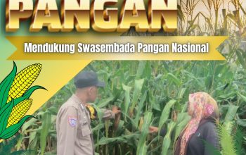 Pantau Pemeliharaan Jagung Pipil di Desa Tanah Merah, Bhabinkamtibmas Polsek Siak Hulu Perkuat Ketahanan Pangan