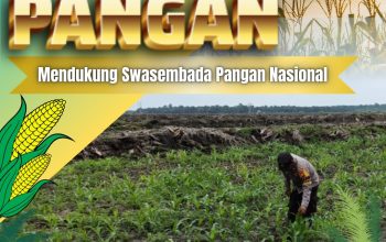Pantau Pemeliharaan Jagung Pipil di Lahan KOPPSA-M, Bhabinkamtibmas Desa Pangkalan Baru Dukung Swasembada Pangan