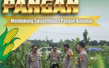 Turun ke Desa Baru, Kapolsek Siak Hulu Tinjau Langsung Pemeliharaan Tanaman Jagung Pipil