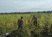 Bhabinkamtibmas Desa Baru Polsek Siak Hulu Pantau Perkembangan Jagung Pipil, Dukung Ketahanan Pangan Nasional