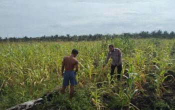 Bhabinkamtibmas Desa Baru Polsek Siak Hulu Pantau Perkembangan Jagung Pipil, Dukung Ketahanan Pangan Nasional