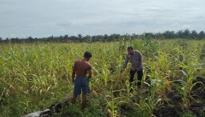 Bhabinkamtibmas Desa Baru Polsek Siak Hulu Pantau Perkembangan Jagung Pipil, Dukung Ketahanan Pangan Nasional