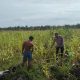 Bhabinkamtibmas Desa Baru Polsek Siak Hulu Pantau Perkembangan Jagung Pipil, Dukung Ketahanan Pangan Nasional