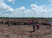 Bhabinkamtibmas Desa Pangkalan Baru Polsek Siak Hulu Pantau Penanaman Jagung Pipil di Lahan KOPPSA-M Seluas 10 Hektare