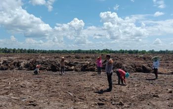 Bhabinkamtibmas Desa Pangkalan Baru Polsek Siak Hulu Pantau Penanaman Jagung Pipil di Lahan KOPPSA-M Seluas 10 Hektare