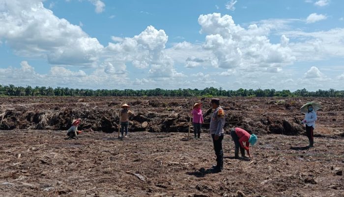 Bhabinkamtibmas Desa Pangkalan Baru Polsek Siak Hulu Pantau Penanaman Jagung Pipil di Lahan KOPPSA-M Seluas 10 Hektare