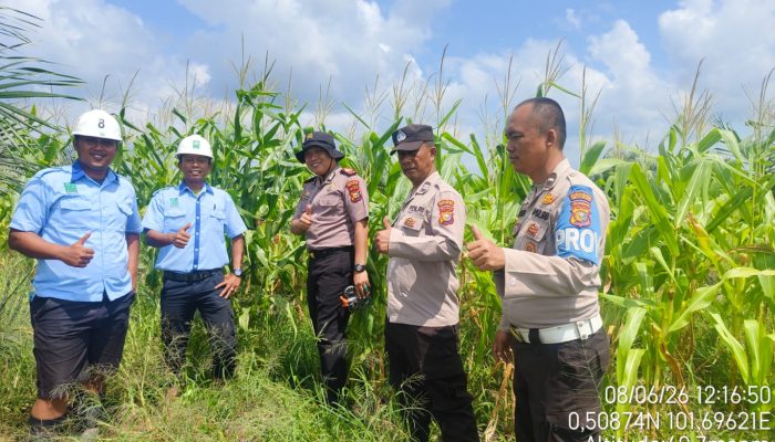 Dukung Asta Cita Presiden, Polsek Kerinci Kanan Gandeng PT MSSP Kelola Lahan Jagung Pipil