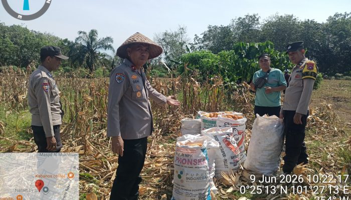 Sinergi dengan Kelompok Tani Karya Mandari, Polsek Siak Hulu Pasok 2 Ton Jagung Hasil Panen ke Bulog