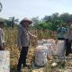 Sinergi dengan Kelompok Tani Karya Mandari, Polsek Siak Hulu Pasok 2 Ton Jagung Hasil Panen ke Bulog