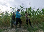 Pantau Kondisi Tanaman, Bhabinkamtibmas Kerinci Kanan Intensifkan Monitoring Kebun Jagung Pipil