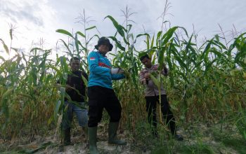 Pantau Kondisi Tanaman, Bhabinkamtibmas Kerinci Kanan Intensifkan Monitoring Kebun Jagung Pipil