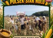 Gelar Panen Raya Bersama Kelompok Tani Mandiri, Polsek Siak Hulu Sukses Tuai 2 Ton Jagung Pipil