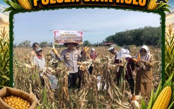Gelar Panen Raya Bersama Kelompok Tani Mandiri, Polsek Siak Hulu Sukses Tuai 2 Ton Jagung Pipil