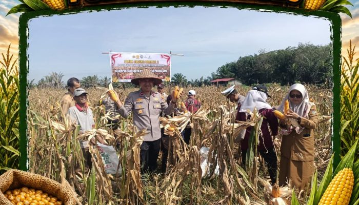 Gelar Panen Raya Bersama Kelompok Tani Mandiri, Polsek Siak Hulu Sukses Tuai 2 Ton Jagung Pipil