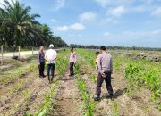 Gandeng KOPPSA-M, Polsek Siak Hulu Cek Intensif Lahan Jagung Pipil 10 Hektare di Pangkalan Baru