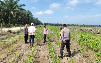 Gandeng KOPPSA-M, Polsek Siak Hulu Cek Intensif Lahan Jagung Pipil 10 Hektare di Pangkalan Baru