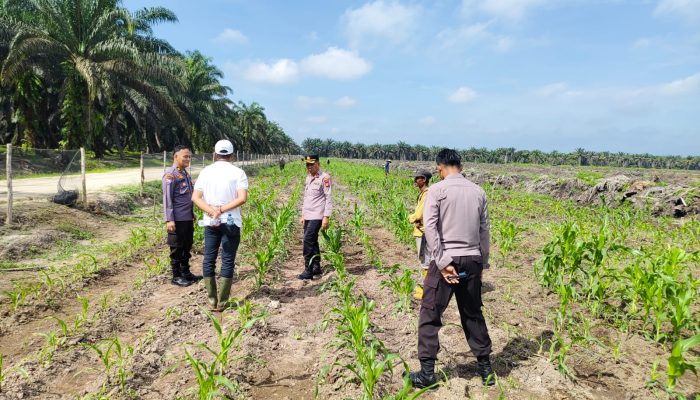Gandeng KOPPSA-M, Polsek Siak Hulu Cek Intensif Lahan Jagung Pipil 10 Hektare di Pangkalan Baru
