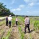 Gandeng KOPPSA-M, Polsek Siak Hulu Cek Intensif Lahan Jagung Pipil 10 Hektare di Pangkalan Baru