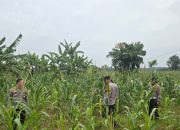 Turun ke Lahan Desa Baru, Kapolsek Siak Hulu Pastikan Pertumbuhan Tanaman Jagung Berjalan Optimal