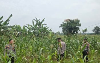 Turun ke Lahan Desa Baru, Kapolsek Siak Hulu Pastikan Pertumbuhan Tanaman Jagung Berjalan Optimal