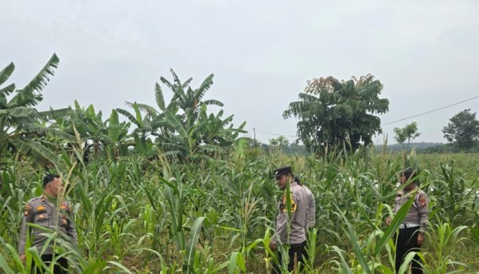 Turun ke Lahan Desa Baru, Kapolsek Siak Hulu Pastikan Pertumbuhan Tanaman Jagung Berjalan Optimal