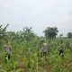 Turun ke Lahan Desa Baru, Kapolsek Siak Hulu Pastikan Pertumbuhan Tanaman Jagung Berjalan Optimal