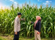 Kawal Swasembada Pangan, Bhabinkamtibmas Desa Tanah Merah Cek Kebun Jagung Kelompok Tani