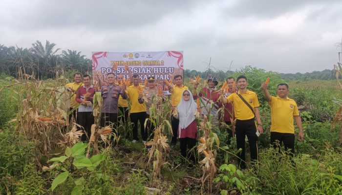 Sinergi Sukses, Panen Raya Jagung Pipil Polsek Siak Hulu di Desa Baru Tembus 5 Ton