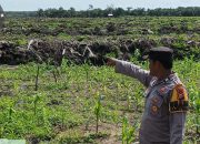 Gelar Patroli Dialogis, Bhabinkamtibmas Desa Pangkalan Baru Aiptu Ady Suryono Intensifkan Pengecekan Kebun Jagung